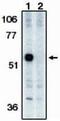 Caspase-12 antibody, PA1-12508, Invitrogen Antibodies, Western Blot image 