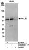 DNA Polymerase Epsilon 2, Accessory Subunit antibody, A304-858A, Bethyl Labs, Immunoprecipitation image 