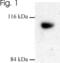 Dyn3 antibody, PA1-662, Invitrogen Antibodies, Western Blot image 
