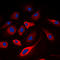 Calmodulin antibody, LS-C354566, Lifespan Biosciences, Immunofluorescence image 
