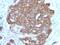 Trefoil Factor 1 antibody, NBP2-48461, Novus Biologicals, Immunohistochemistry paraffin image 