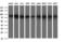 CD44 antibody, LS-C338172, Lifespan Biosciences, Western Blot image 