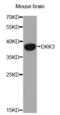 Dickkopf WNT Signaling Pathway Inhibitor 3 antibody, abx001967, Abbexa, Western Blot image 