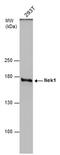 NIMA Related Kinase 1 antibody, PA5-78074, Invitrogen Antibodies, Western Blot image 