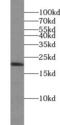 Cell division control protein 42 homolog antibody, FNab01530, FineTest, Western Blot image 