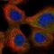 Chromosome X Open Reading Frame 38 antibody, HPA050120, Atlas Antibodies, Immunofluorescence image 