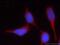 HEAT repeat-containing protein 2 antibody, 24578-1-AP, Proteintech Group, Immunofluorescence image 