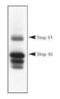 Protein Tyrosine Phosphatase Non-Receptor Type 5 antibody, MA1-16746, Invitrogen Antibodies, Western Blot image 