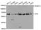 Bifunctional purine biosynthesis protein PURH antibody, TA332764, Origene, Western Blot image 