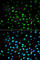 Serine/Threonine Kinase 11 antibody, A2122, ABclonal Technology, Immunofluorescence image 