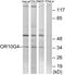 Olfactory Receptor Family 10 Subfamily G Member 4 antibody, GTX87420, GeneTex, Western Blot image 