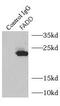 Fas Associated Via Death Domain antibody, FNab02941, FineTest, Immunoprecipitation image 