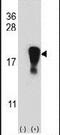 Small Nuclear Ribonucleoprotein D1 Polypeptide antibody, PA5-12459, Invitrogen Antibodies, Western Blot image 