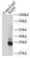 RAD1 Checkpoint DNA Exonuclease antibody, FNab07073, FineTest, Immunoprecipitation image 