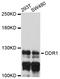Discoidin Domain Receptor Tyrosine Kinase 1 antibody, abx125752, Abbexa, Western Blot image 
