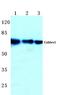 CDK5 and ABL1 enzyme substrate 1 antibody, AP06793PU-N, Origene, Western Blot image 