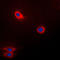 Fucosyltransferase 3 (Lewis Blood Group) antibody, LS-C352216, Lifespan Biosciences, Immunofluorescence image 