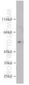 Angiopoietin-related protein 3 antibody, 11964-1-AP, Proteintech Group, Western Blot image 