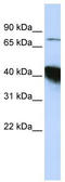 CBP80/20-dependent translation initiation factor antibody, TA343818, Origene, Western Blot image 