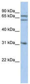 Gephyrin antibody, TA339968, Origene, Western Blot image 