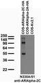Adrenoceptor Alpha 2C antibody, 75-300, Antibodies Incorporated, Western Blot image 