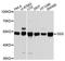 Glutathione Synthetase antibody, abx126925, Abbexa, Western Blot image 