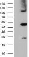 Schlafen Like 1 antibody, CF501885, Origene, Western Blot image 
