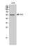Mitochondrial Ribosomal Protein S30 antibody, STJ94250, St John
