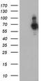 PDZ and LIM domain protein 5 antibody, CF504505, Origene, Western Blot image 