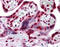 Polypyrimidine Tract Binding Protein 1 antibody, 51-500, ProSci, Immunohistochemistry paraffin image 
