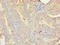 Polypeptide N-Acetylgalactosaminyltransferase 7 antibody, LS-C398978, Lifespan Biosciences, Immunohistochemistry paraffin image 
