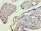 Kynurenine 3-Monooxygenase antibody, A55858-100, Epigentek, Immunohistochemistry paraffin image 