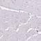 Phospholipase A2 Group IB antibody, HPA060803, Atlas Antibodies, Immunohistochemistry frozen image 