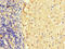 Fumarate Hydratase antibody, A62594-100, Epigentek, Immunohistochemistry paraffin image 