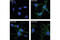 Neurotrophic Receptor Tyrosine Kinase 1 antibody, 4609S, Cell Signaling Technology, Immunofluorescence image 