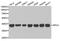 Replication factor C subunit 4 antibody, TA332718, Origene, Western Blot image 
