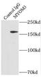 Myomesin 3 antibody, FNab05517, FineTest, Immunoprecipitation image 