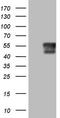 Protein O-Mannose Kinase antibody, CF804646, Origene, Western Blot image 