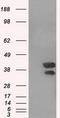 Death Associated Protein Kinase 2 antibody, TA501087, Origene, Western Blot image 