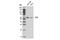 FTO Alpha-Ketoglutarate Dependent Dioxygenase antibody, 14386S, Cell Signaling Technology, Western Blot image 