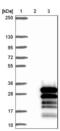 Zinc Finger Protein 740 antibody, NBP1-80602, Novus Biologicals, Western Blot image 