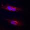 Podocalyxin Like 2 antibody, AF1524, R&D Systems, Immunofluorescence image 