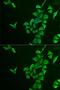 Inositol Polyphosphate-5-Phosphatase J antibody, GTX64681, GeneTex, Immunocytochemistry image 