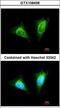 Killer Cell Lectin Like Receptor C1 antibody, LS-C185994, Lifespan Biosciences, Immunocytochemistry image 