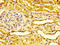 Endothelial Cell Specific Molecule 1 antibody, LS-C375665, Lifespan Biosciences, Immunohistochemistry paraffin image 