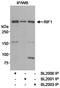 Replication Timing Regulatory Factor 1 antibody, A300-567A, Bethyl Labs, Immunoprecipitation image 