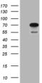 Centrosomal Protein 72 antibody, MA5-27404, Invitrogen Antibodies, Western Blot image 