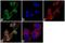 Ghrelin And Obestatin Prepropeptide antibody, GTX79314, GeneTex, Immunofluorescence image 