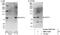 SRY-Box 13 antibody, NBP1-71851, Novus Biologicals, Western Blot image 