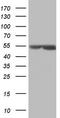 Mesothelin antibody, CF805262, Origene, Western Blot image 